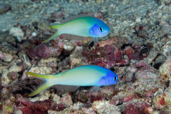 bluehead_tilefish