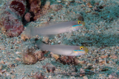 bluestreak_gobys