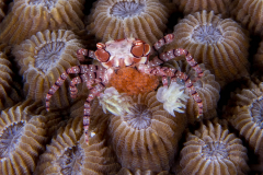 boxer_crab_eggs