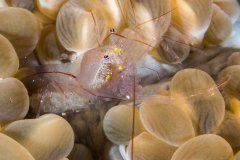 bubble_coral_shrimp2