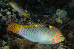 checkerboard_wrasse2