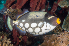 clown_triggerfish