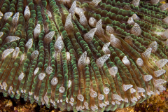 coral