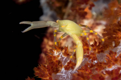 coral_crab