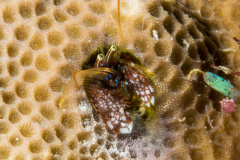 coral_hermit_crab