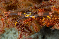 crab1