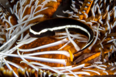 crinoid_clingfish
