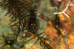 crinoid_shrimp1