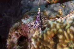 crinoid_shrimp2