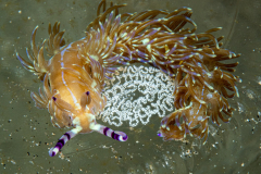 aeolid_nudi_laying_eggs