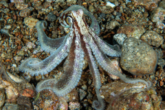 algae_octopus
