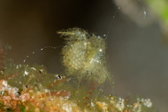 algae_shrimp1