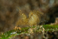 algae_shrimp2