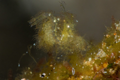 algae_shrimp4