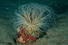 anemone