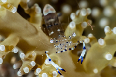anemone_shrimp