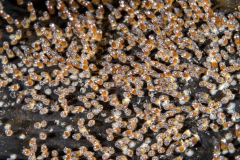 anemonfish_eggs2