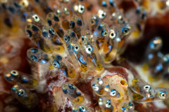 anemonfish_eggs4