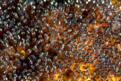 anemonfish_eggs6