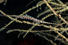 banded_tozeuma_shrimp