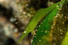 bignose_seagrass_shrimp