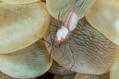 bubble_coral_shrimp2