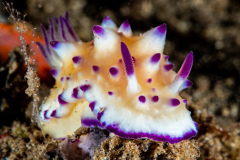 bumpy_mexichromis bumpy_mexichromis