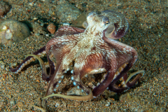coconut_octopus1