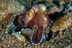 coconut_octopus3