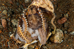 coconut_octopus4