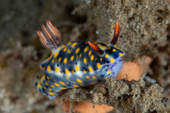colorful_hypselodoris