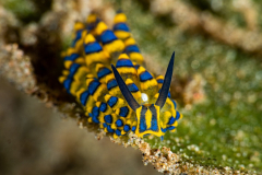 costasiella_sapsucking_slug