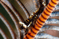 crinoid_shrimp1