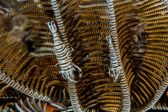 crinoid_shrimp2