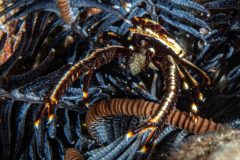 crinoid_squat_lobster1