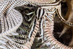 crinoid_squat_lobster2
