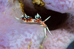 flabellina