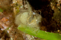 algae_shrimp1