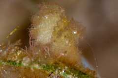algae_shrimp2