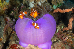 anemone
