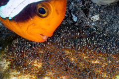 anemonefish_eggs