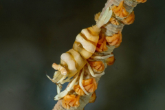 ankers_whip_coral_shrimp