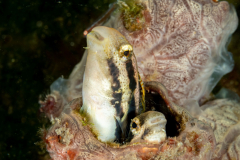 blennies