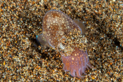 bobtail_squid