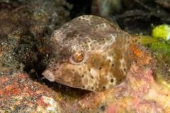 boxfish