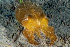 broadclub_cuttlefish