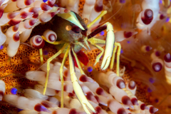 brooks_urchin_shrimp