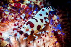 coleman_shrimp1