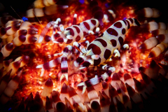 coleman_shrimp2