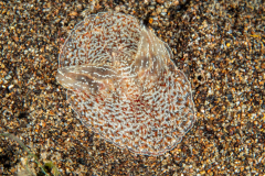 comb-jelly-ctenophore
